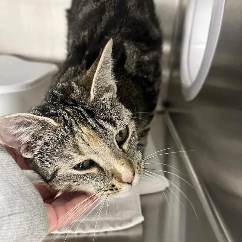 An adult medium-sized female Brown / Chocolate Domestic Short Hair cat named Missy for adoption in Oneonta, NY