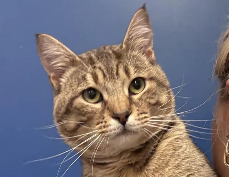 An adult medium-sized male Tabby (Brown / Chocolate) Domestic Short Hair cat named Max for adoption in Columbus, IN