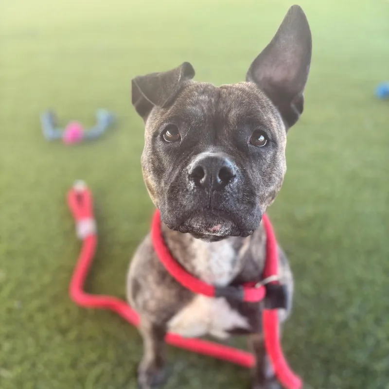 An adult medium-sized female Brindle Mixed Breed dog named Shiek for adoption in Philadelphia, PA