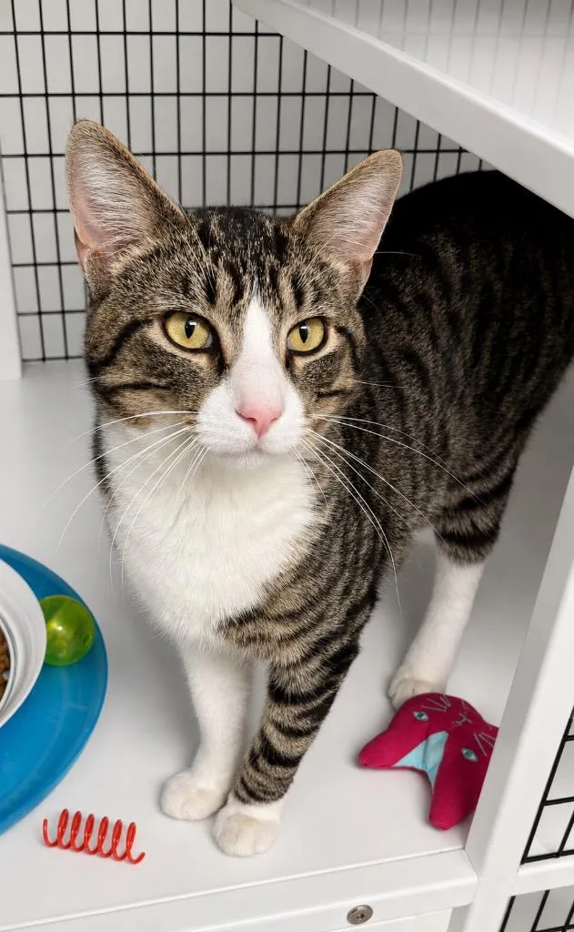 A young medium-sized male Domestic Short Hair cat named Jaspurr for adoption in Ewing, NJ