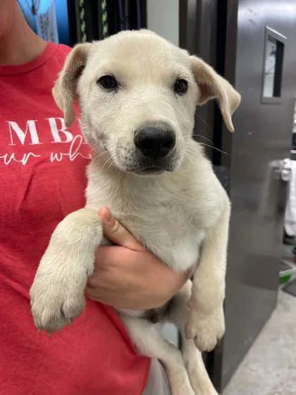 A young small-sized male Labrador Retriever dog named Cider for adoption in Bowling Green, KY