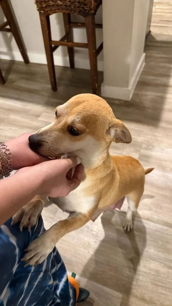 Honey Bee thumbnail 2