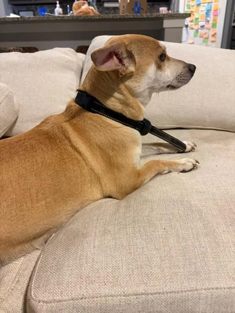 Honey Bee thumbnail 3