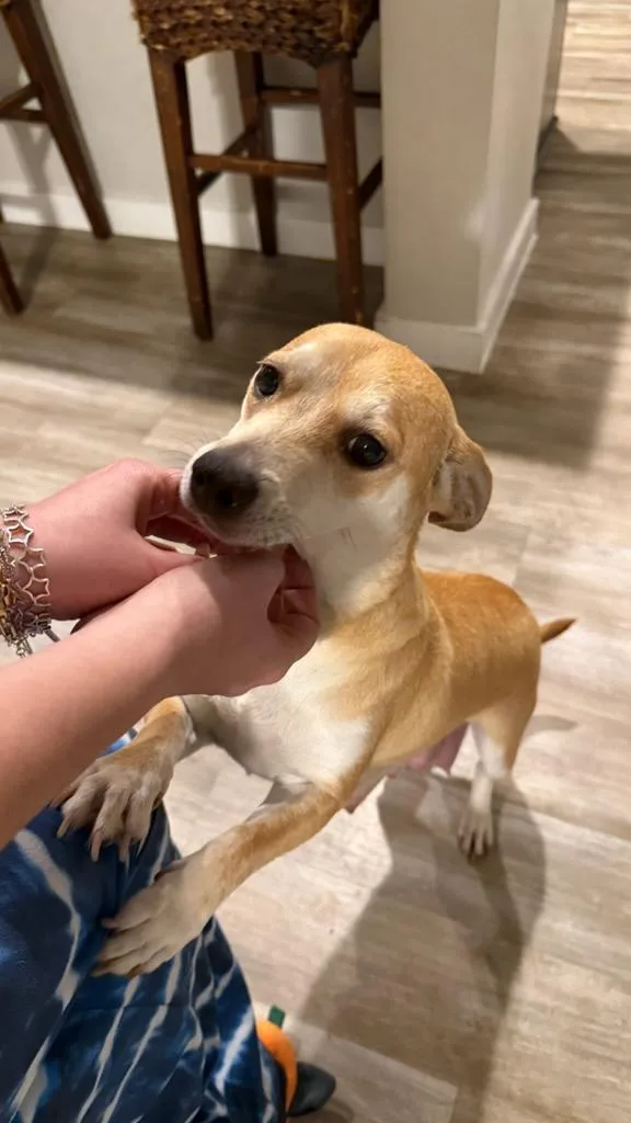 Honey Bee thumbnail 5