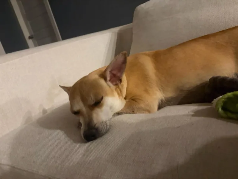 Honey Bee thumbnail 6