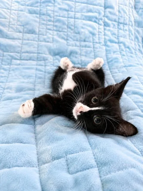 A baby medium-sized female Black & White / Tuxedo Domestic Short Hair cat named Sabrina for adoption in Houston, TX