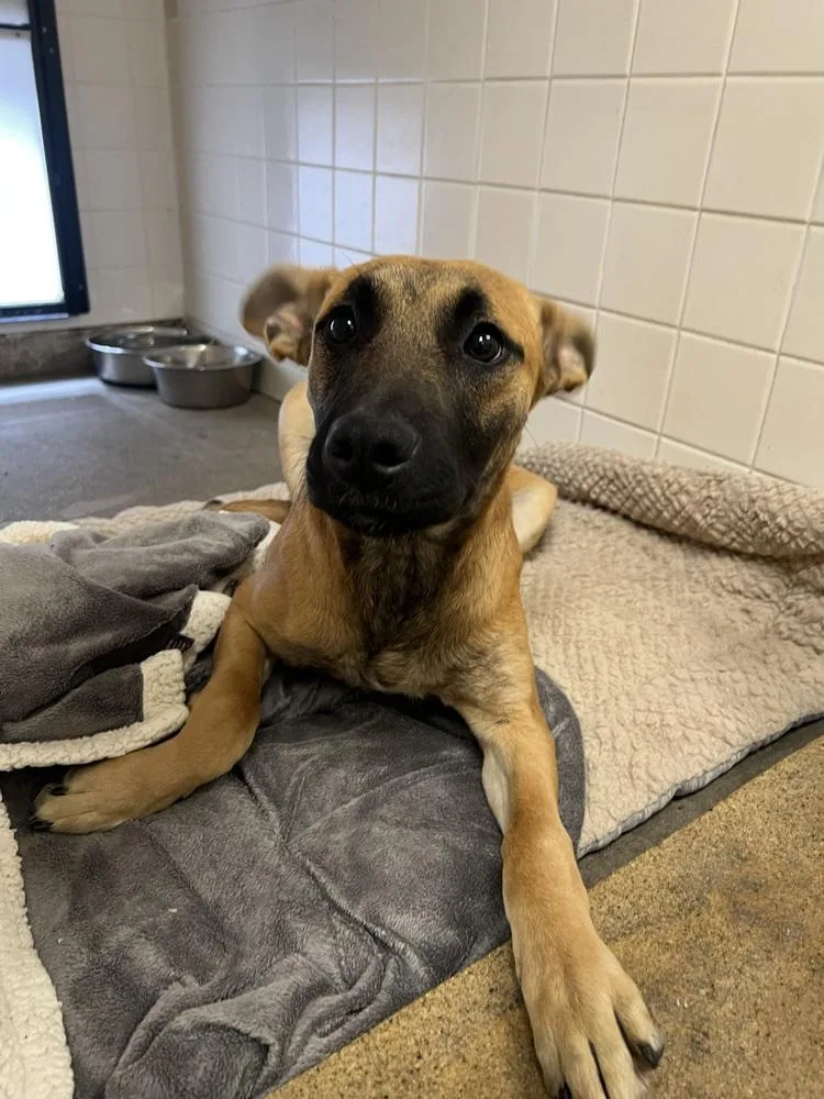 Callista thumbnail 2