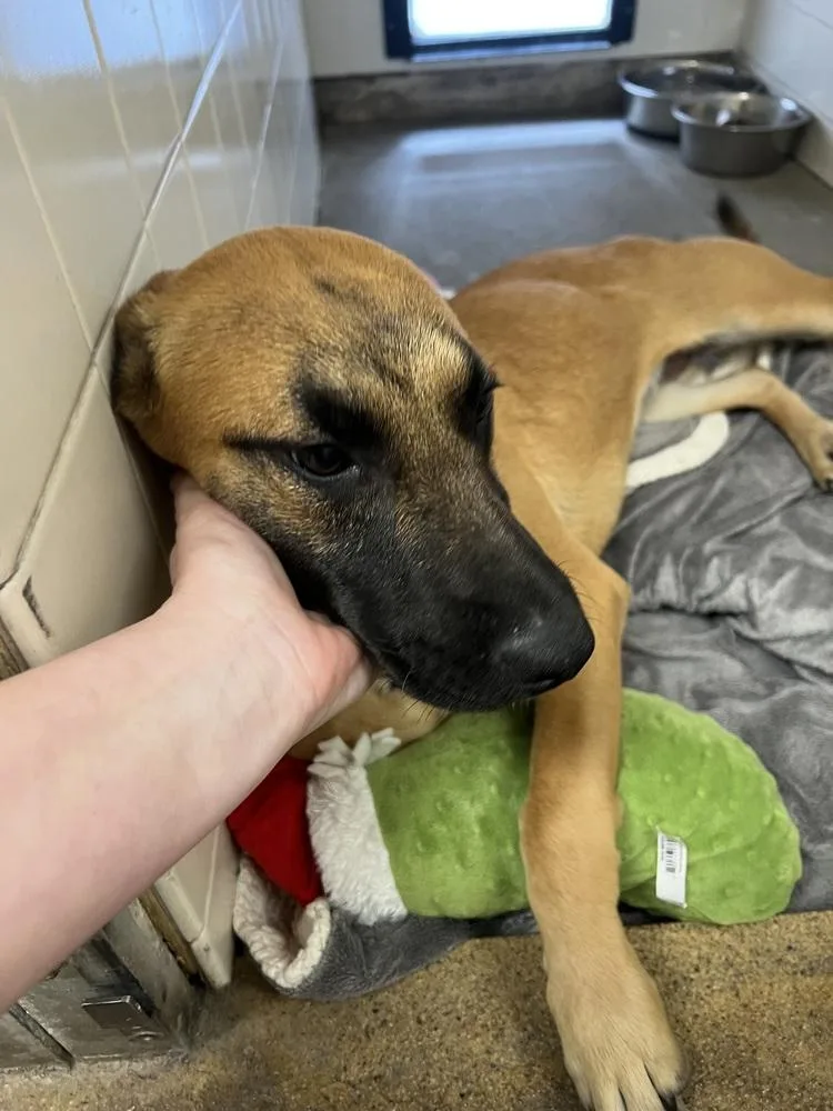 Callista thumbnail 3