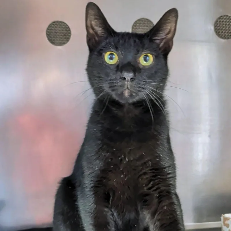 An adult medium-sized male Black Domestic Short Hair cat named Tony for adoption in West Jefferson, OH