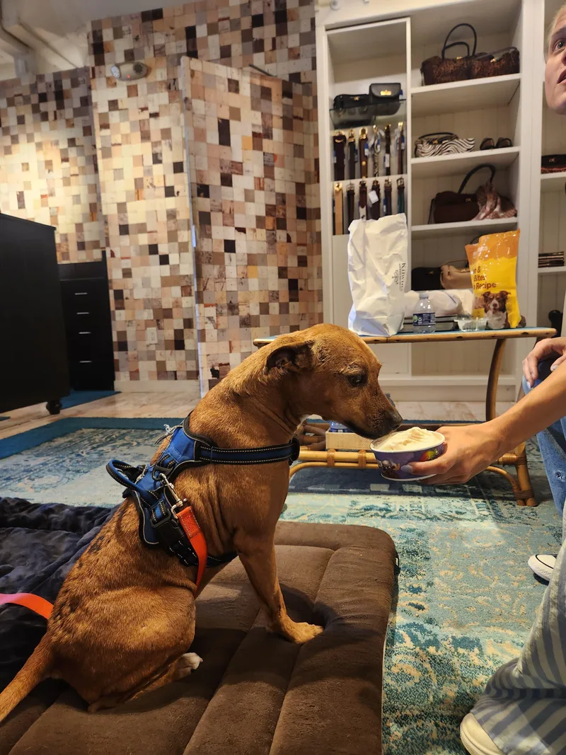 A senior medium-sized male Pit Bull Terrier dog named Alfred for adoption in Winter Park, FL