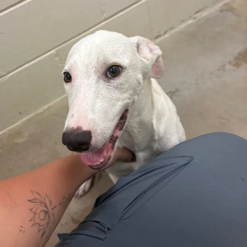 A baby medium-sized male White / Cream Labrador Retriever dog named Irving U for adoption in Tupelo, MS