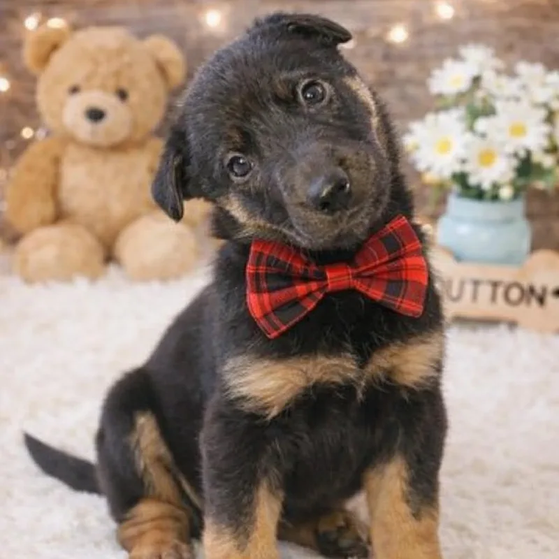 Dutton Gs thumbnail 2