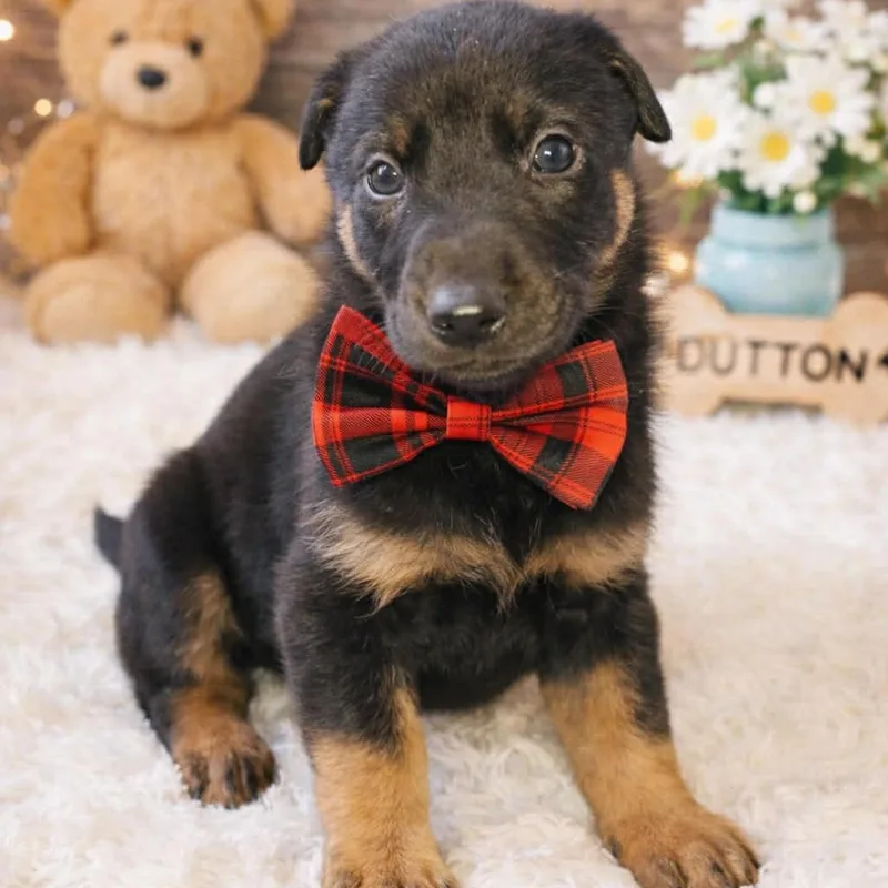 A baby medium-sized male German Shepherd Dog dog named Dutton Gs for adoption in Allen, TX