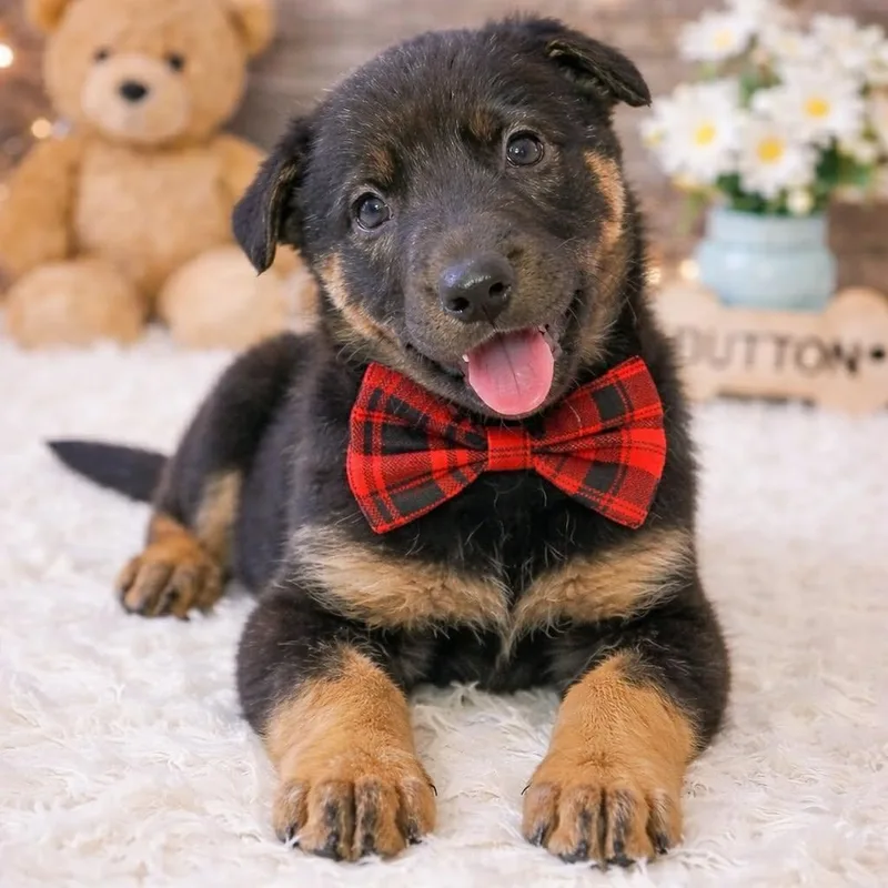 Dutton Gs thumbnail 3