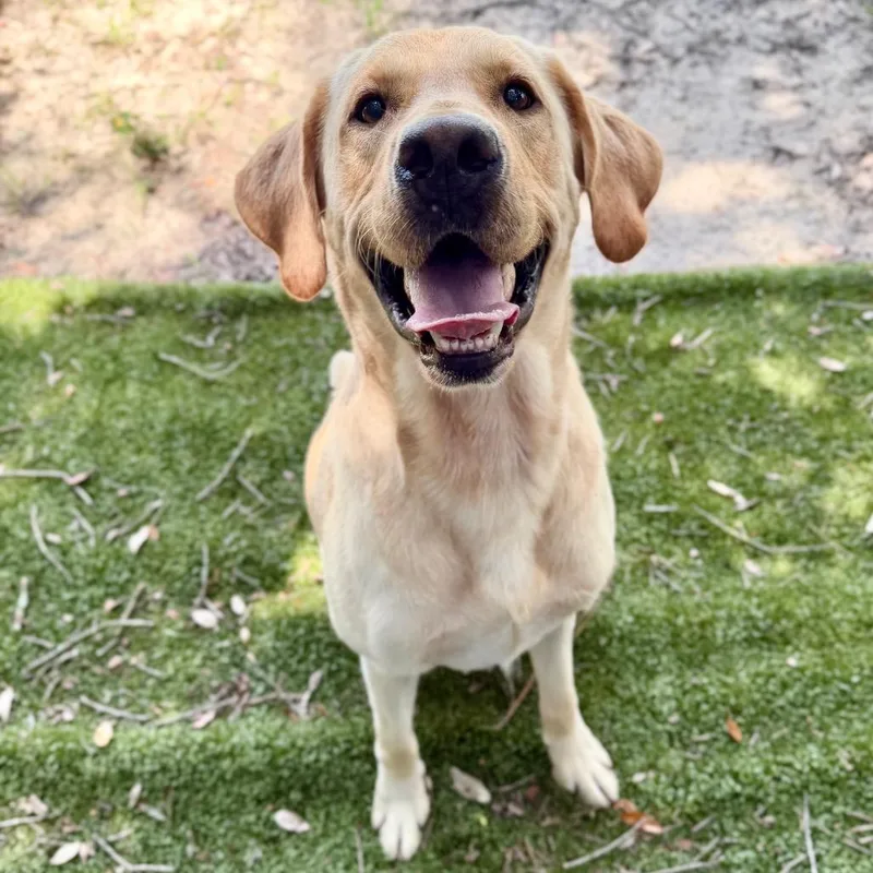 A young large-sized male Yellow / Tan / Blond / Fawn Mixed Breed dog named Jimothy for adoption in Milton, FL