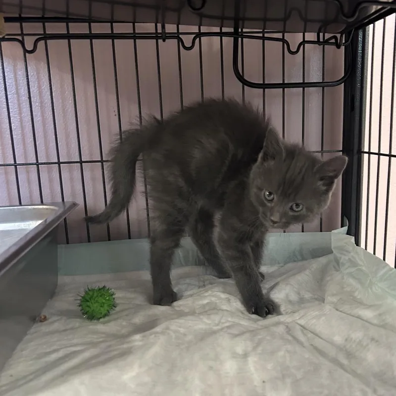 A baby small-sized male Domestic Short Hair cat named Gemini for adoption in Binghamton, NY