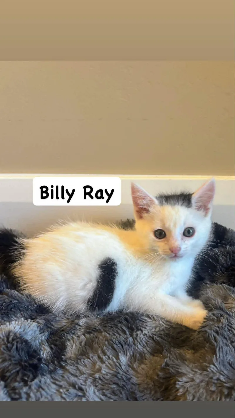 Billy Ray