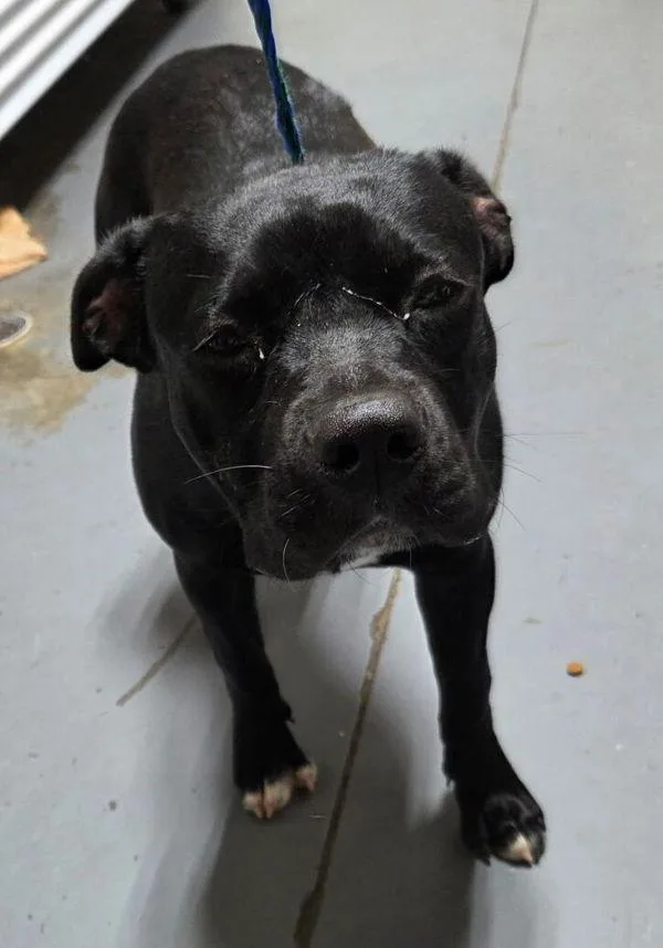 An adult medium-sized female Pit Bull Terrier dog named Finley for adoption in Dallas, GA