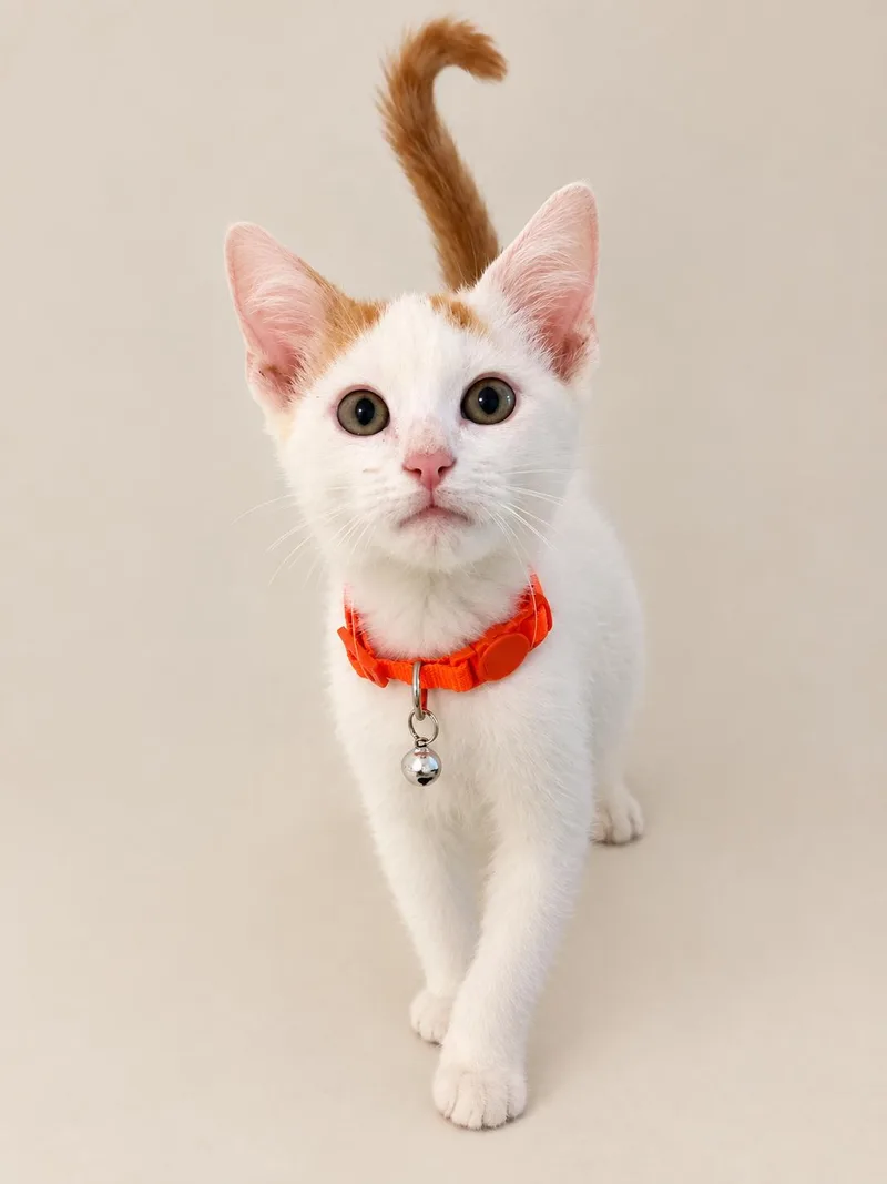 A baby medium-sized male Orange & White Domestic Short Hair cat named Duck for adoption in Houston, TX