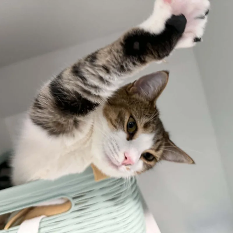 A young medium-sized female American Shorthair cat named Fica for adoption in Danbury, CT