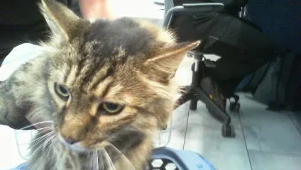 An adult large-sized male Maine Coon cat named Milo for adoption in Charlotte, NC