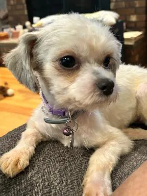 WILLOW in RHODE ISLAND