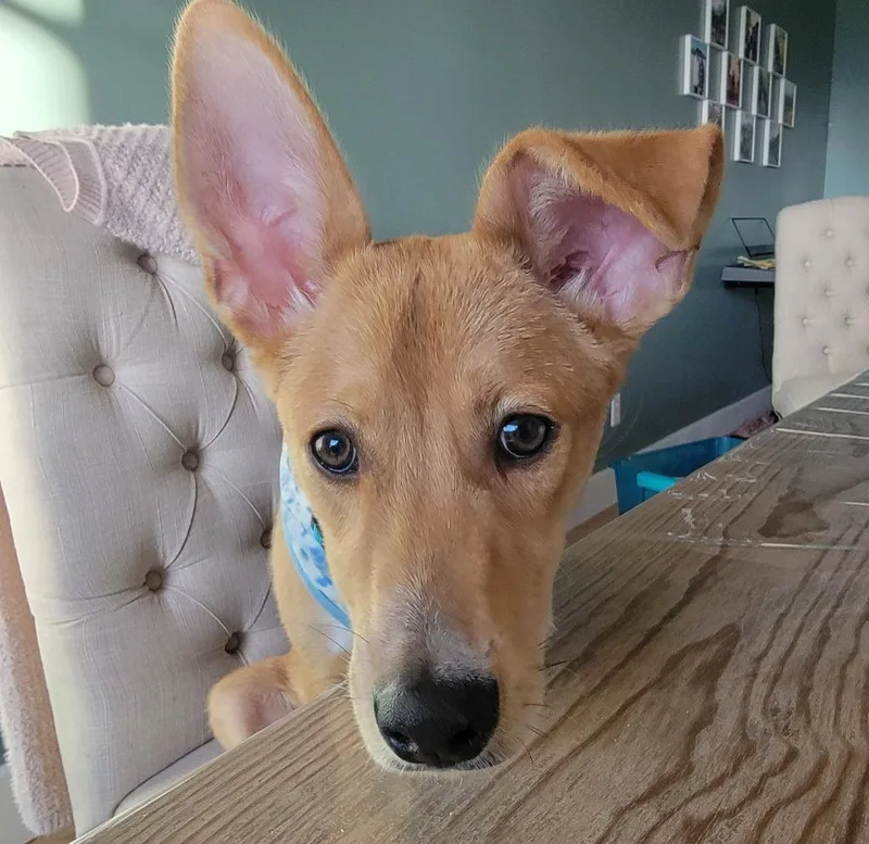 Rupert