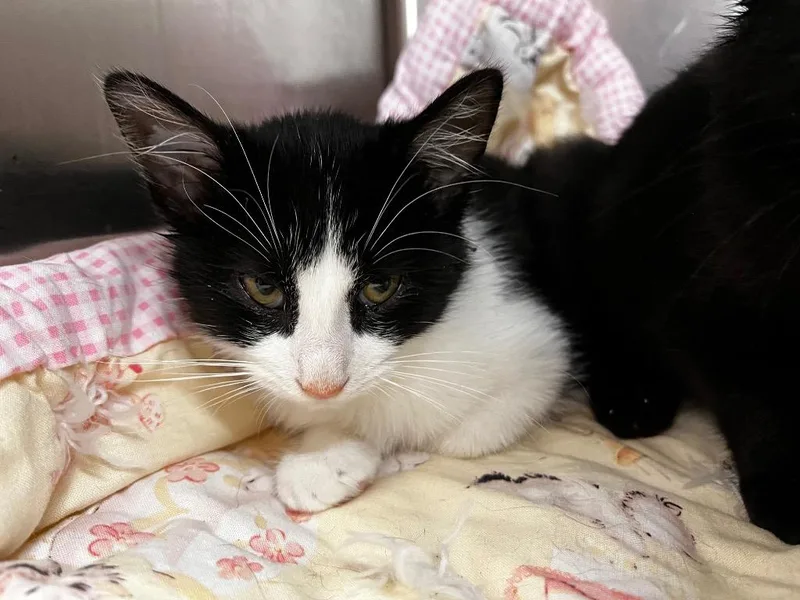 A baby medium-sized female Domestic Medium Hair cat named Birdie for adoption in Logan, UT