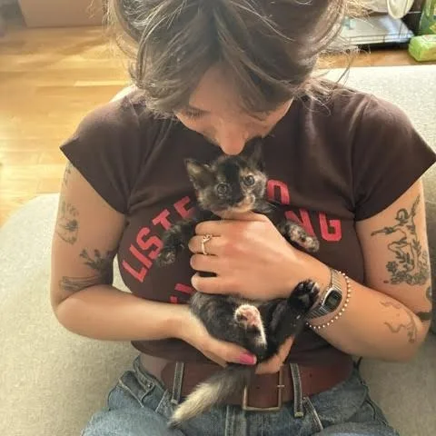A baby small-sized female Tortoiseshell American Shorthair cat named Betta & Tetra for adoption in brooklyn, NY