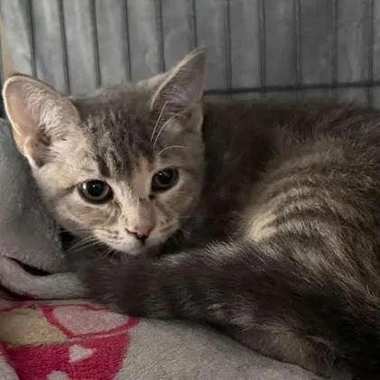 A baby small-sized female Gray / Blue / Silver Domestic Short Hair cat named Abigail for adoption in Coralville, IA