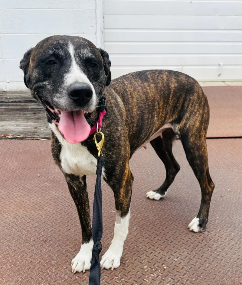 Izzy thumbnail 2