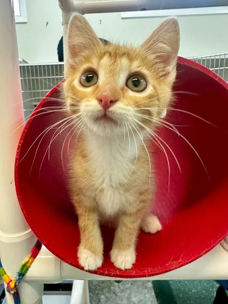 A baby small-sized male Domestic Short Hair cat named Charlie for adoption in Neosho, MO