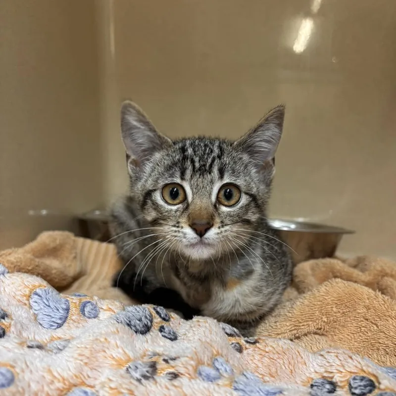 A baby medium-sized female Domestic Short Hair cat named Clifford for adoption in Stillwater, OK