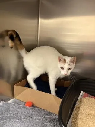 An adult small-sized female Domestic Short Hair cat named Sunfyre for adoption in West Chester, PA