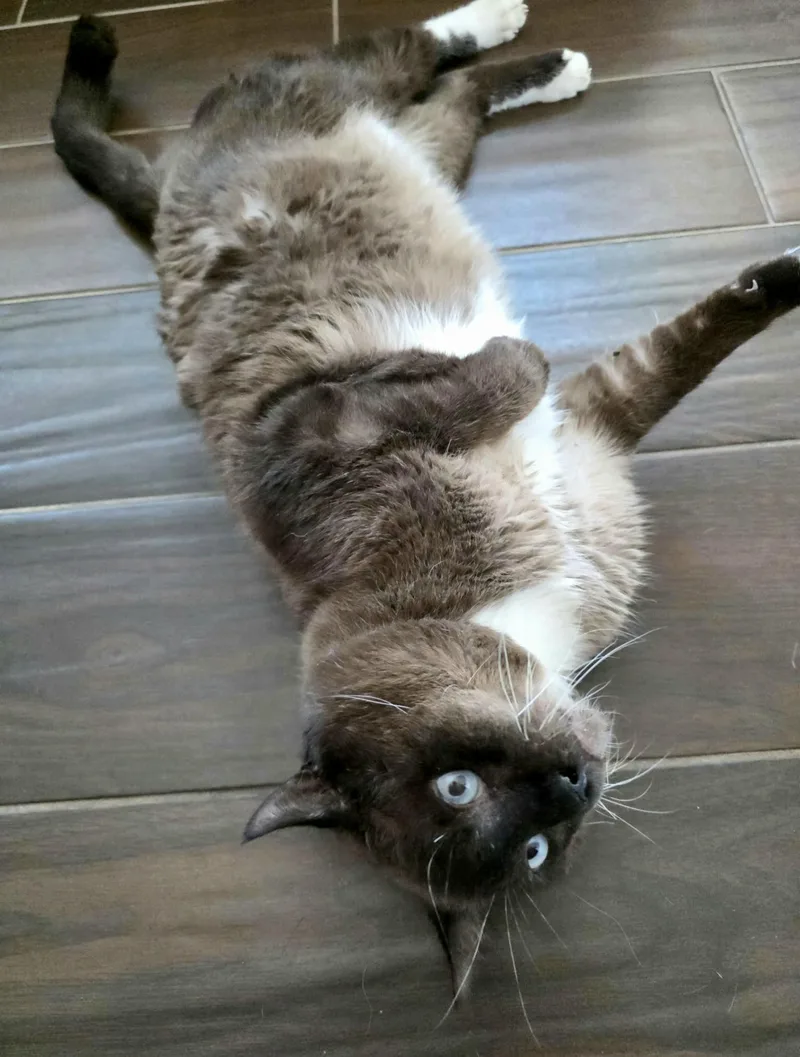 An adult large-sized male Seal Point Siamese cat named Azul for adoption in Gregory, TX