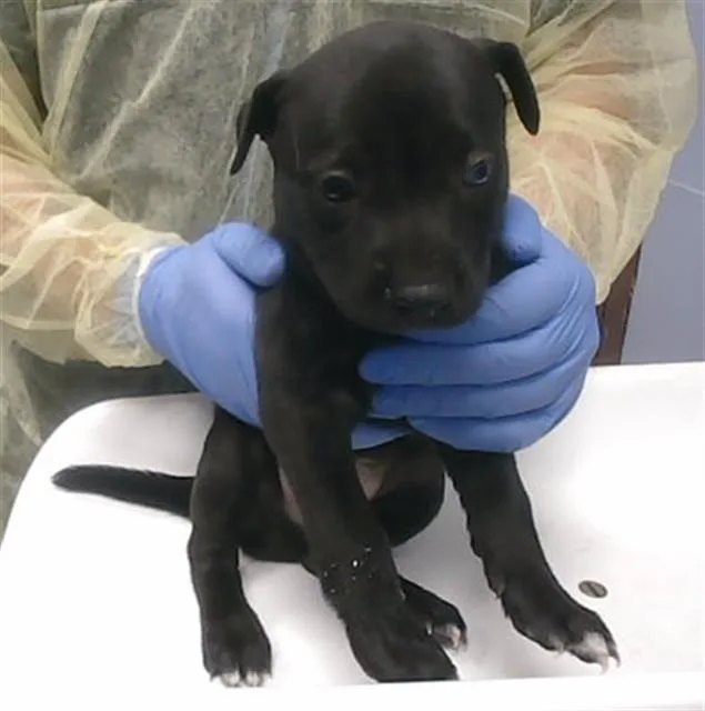 A baby large-sized male Labrador Retriever dog named Mighty for adoption in Phoenix, AZ