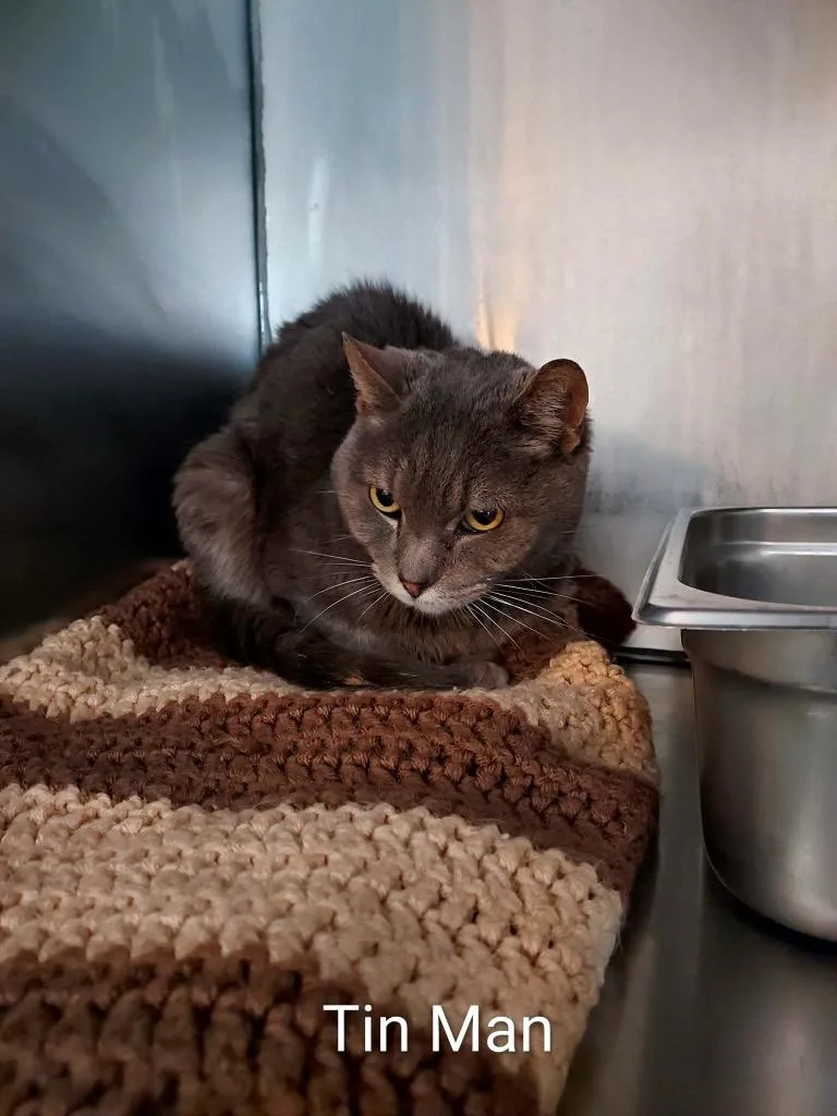 An adult small-sized male Domestic Short Hair cat named Tin Man for adoption in Pine Grove, PA