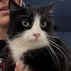 An adult medium-sized female Black & White / Tuxedo Domestic Long Hair cat named Whittles for adoption in Philadelphia, PA