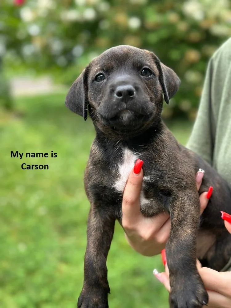A baby medium-sized male Brindle Black Mouth Cur dog named Carson for adoption in Byrdstown, TN