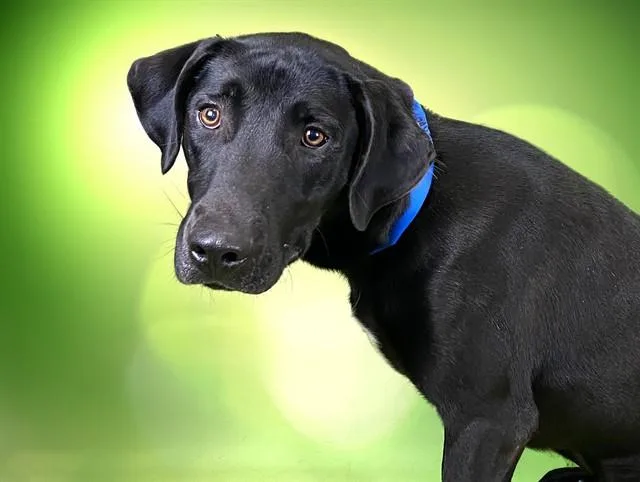 A young medium-sized male Labrador Retriever dog named Ross for adoption in Fort Lauderdale, FL