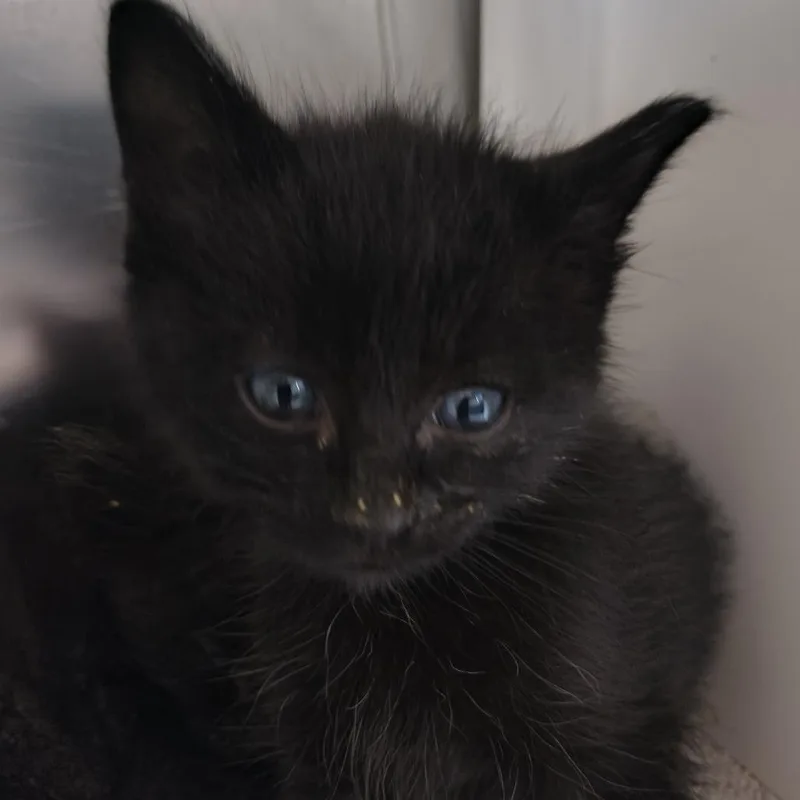A baby small-sized male Domestic Medium Hair cat named Trouble for adoption in Othello, WA