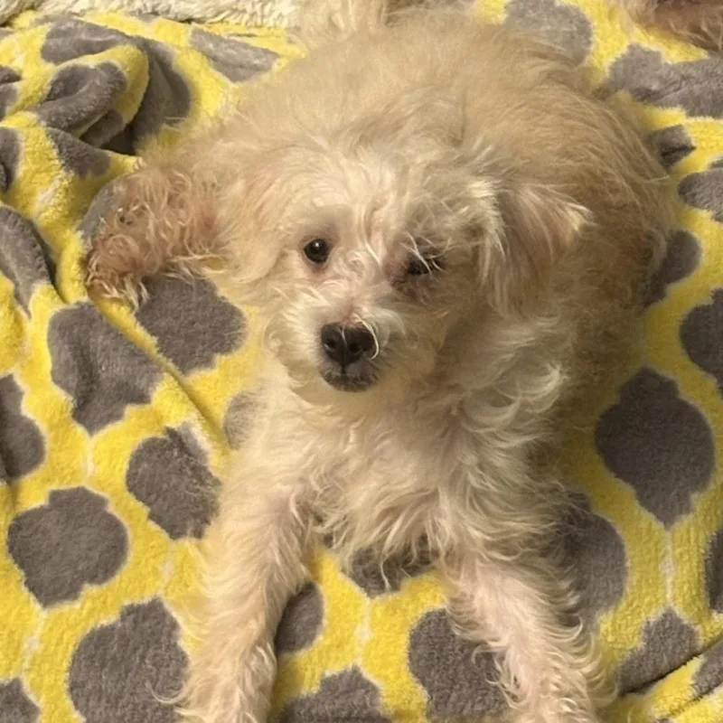 A baby small-sized female White / Cream Maltese dog named Paisley for adoption in Hinesville, GA