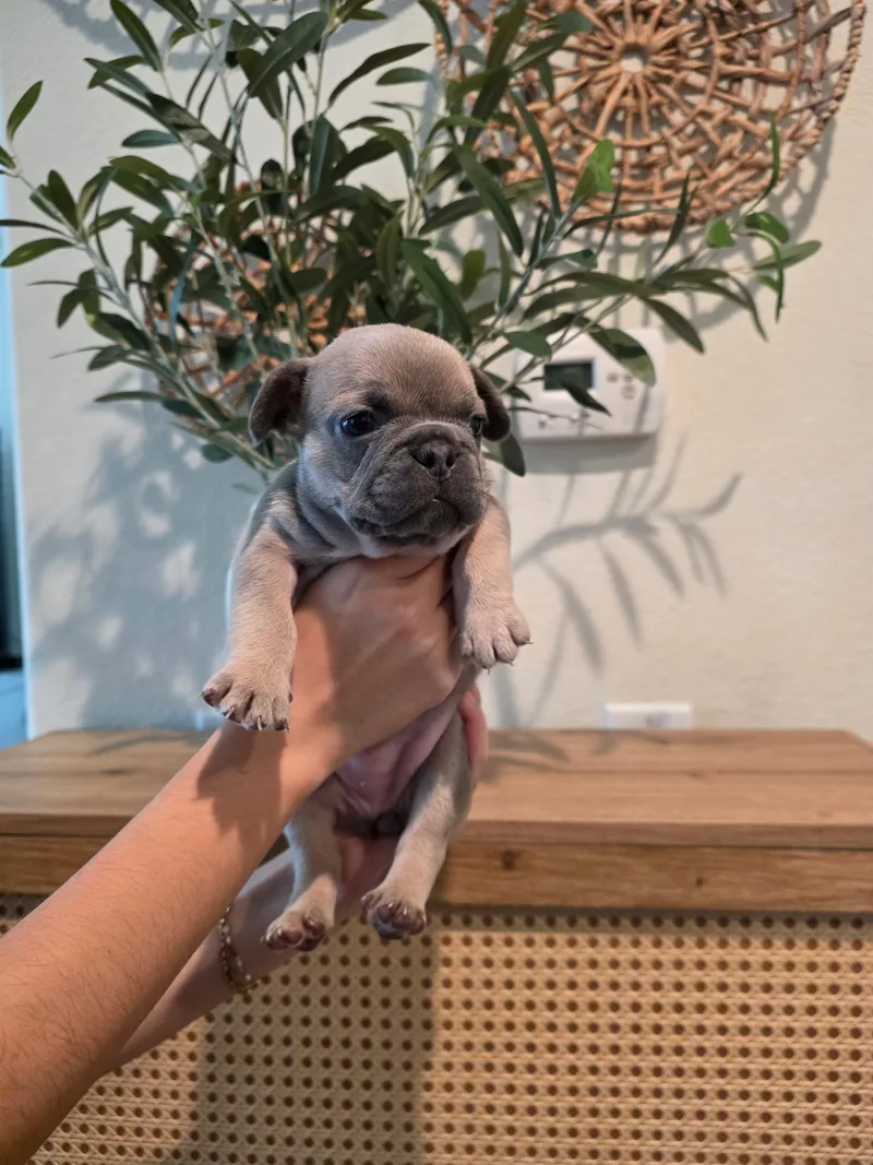 A baby small-sized female French Bulldog dog named Lily Ann for adoption in Penryn, CA