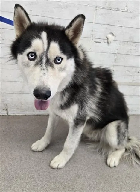 An adult large-sized male Siberian Husky dog named Kevin for adoption in San Bernardino, CA