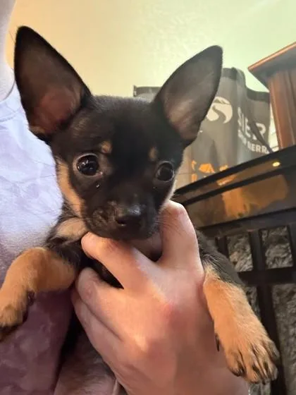 Peanut