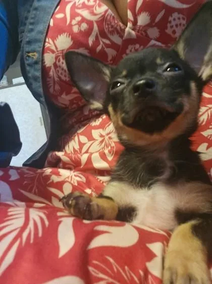 Peanut thumbnail 2