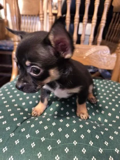 Peanut thumbnail 3