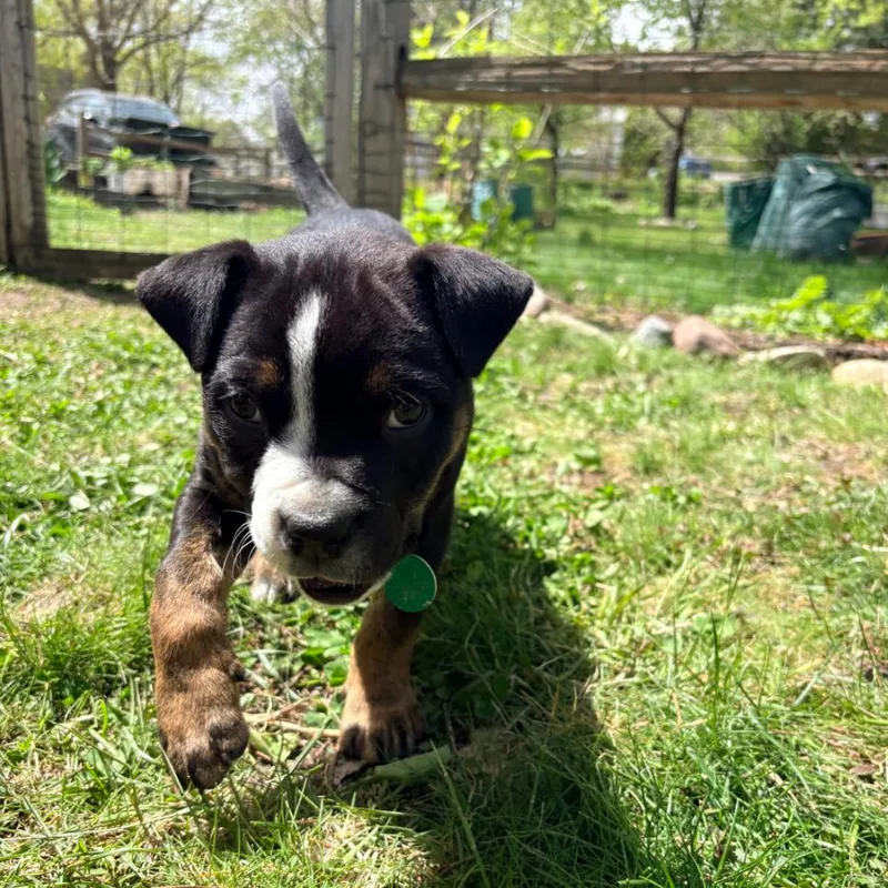 A baby small-sized male Black Mixed Breed dog named Portobello for adoption in Buffalo, MN