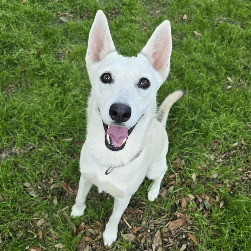 A young medium-sized female White / Cream German Shepherd Dog dog named Foxy for adoption in San Antonio, TX