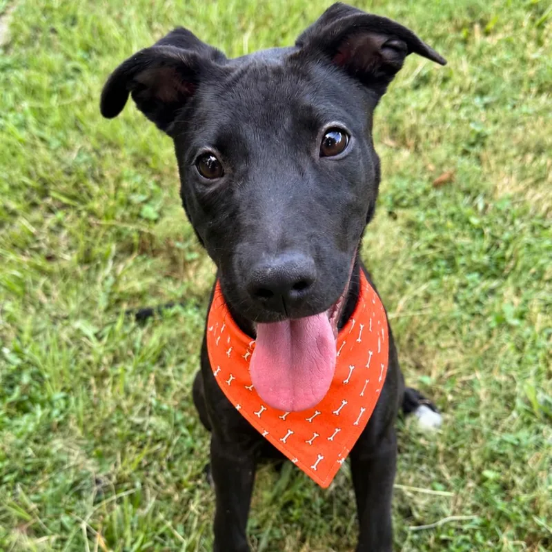 A baby small-sized female Black Mixed Breed dog named Roadie for adoption in Naples, FL